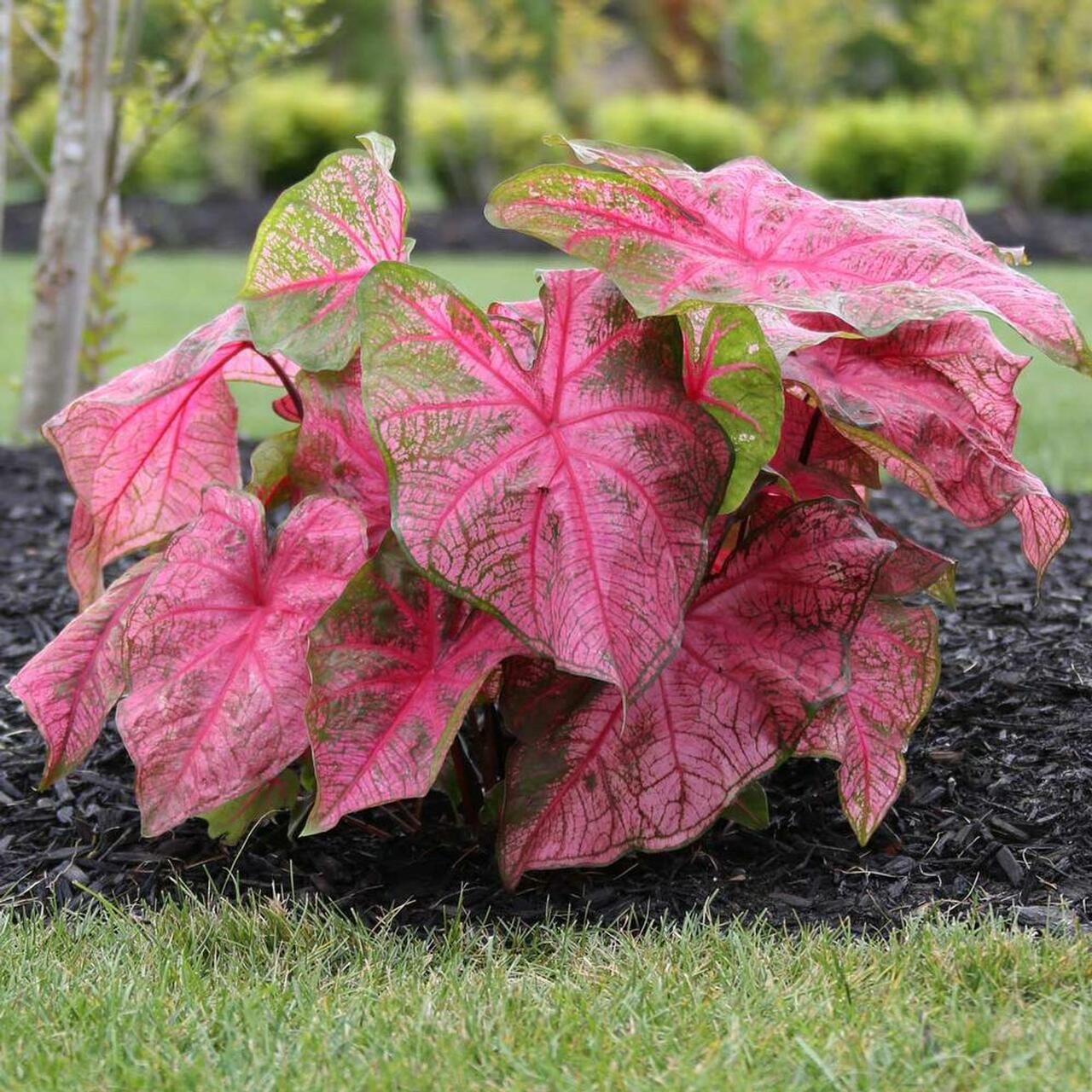 Caladium bicolor ‘Fannie Munson’ Ornamental Plant with Pink and Green Foliage