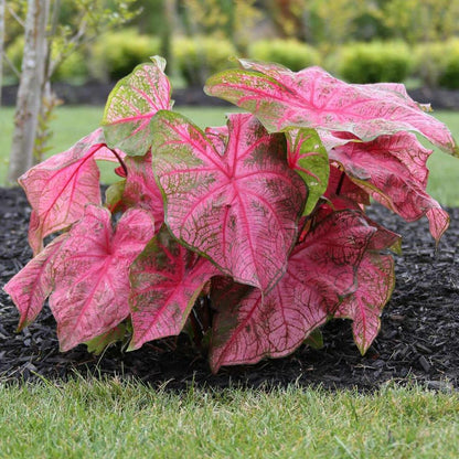 Caladium bicolor ‘Fannie Munson’ Ornamental Plant with Pink and Green Foliage