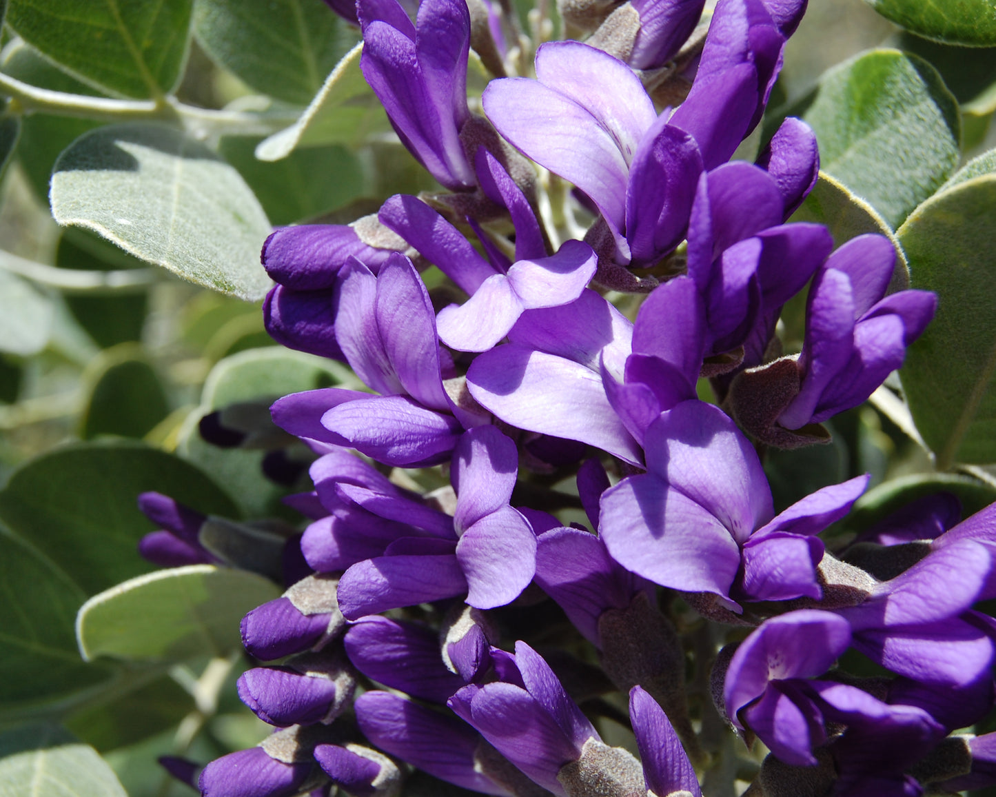 Tx Mountain Laurel, Dermatophyllum(Sophora) – Flower Seeds