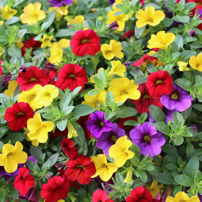 Mixed Calibrachoa Seeds Vibrant Million Bells Blend Continuous Blooming Trailing Flowers