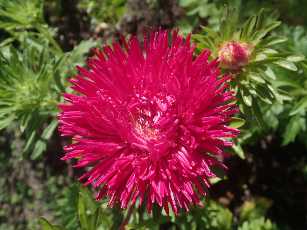 Aster Callistephus Chinensis – Gremlin Red Double Flower Seeds