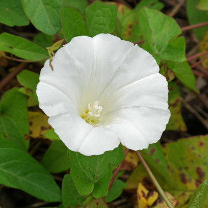 White Twinkle Japanese – Garden Flower Seeds
