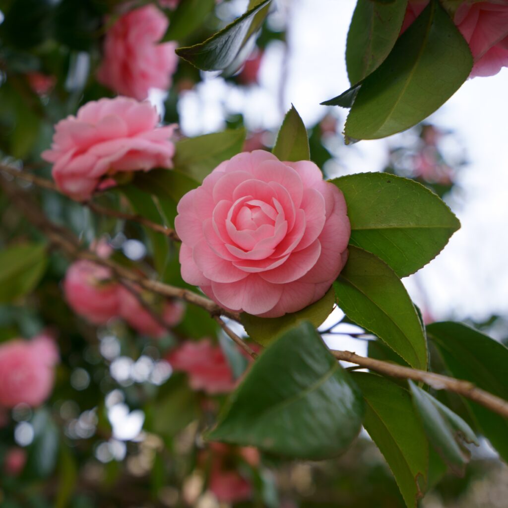 Camellia sinensis ‘Rosea’ – Soft Pink Flower Form Plant