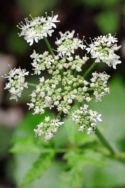 Caraway Carum Carvi – Herb Garden Seeds for Planting