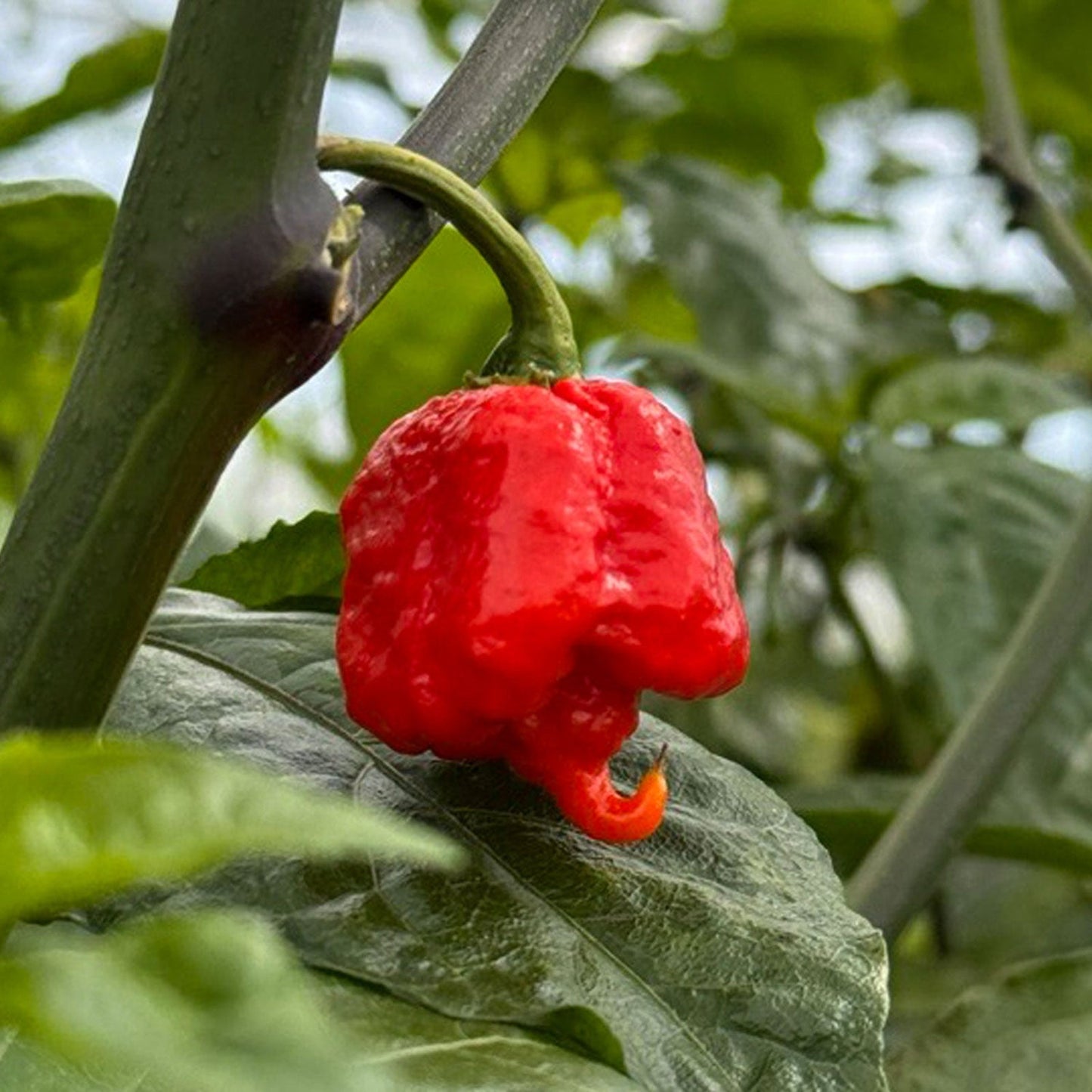 Joe’s Hottest Pepper – Spicy Vegetable Garden Seeds