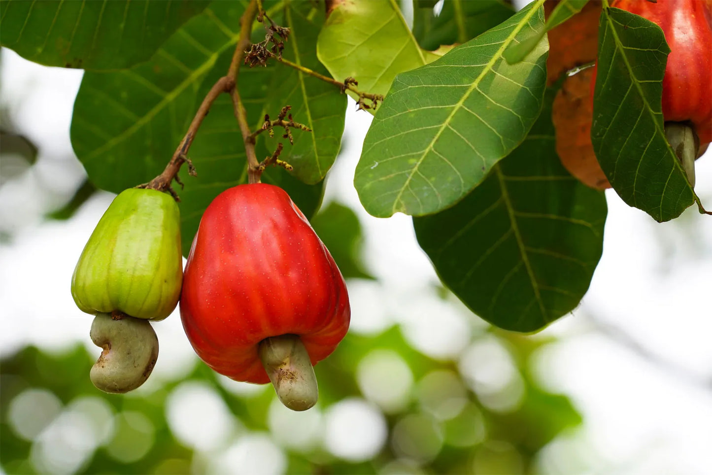 Cashew Nut Anacardium Occidentale – Tropical Fruit Tree Seeds