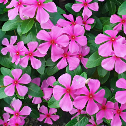 Periwinkle Catharanthus Roseus Dwarf Rose Little Linda Flower Seeds