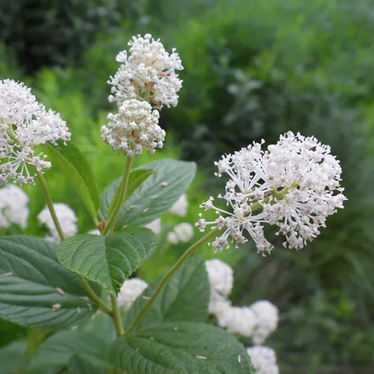 New Jersey Tea Ceanothus Americanus – Hardy Garden Flower Seeds