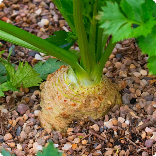 Giant Prague Celeriac – Garden Herb Seeds