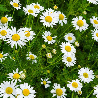 White Roman Chamomile – Perennial Flower Seeds