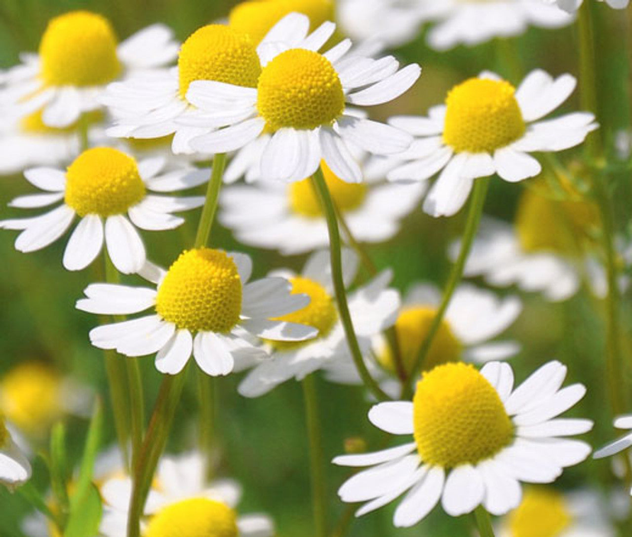 Chamomile Roman Chamaemelum Nobile – Herbal Garden Seeds