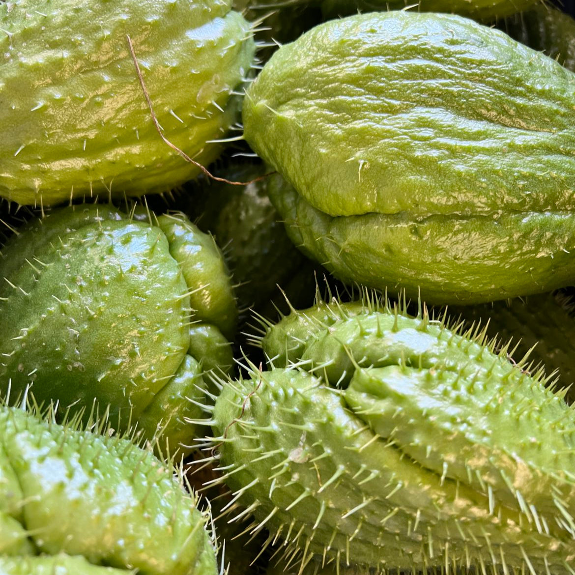 Spiny Chayote Vegetable Seeds – Thorned Green Variety for Home Growing