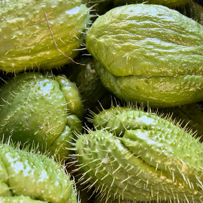 Spiny Chayote Vegetable Seeds – Thorned Green Variety for Home Growing