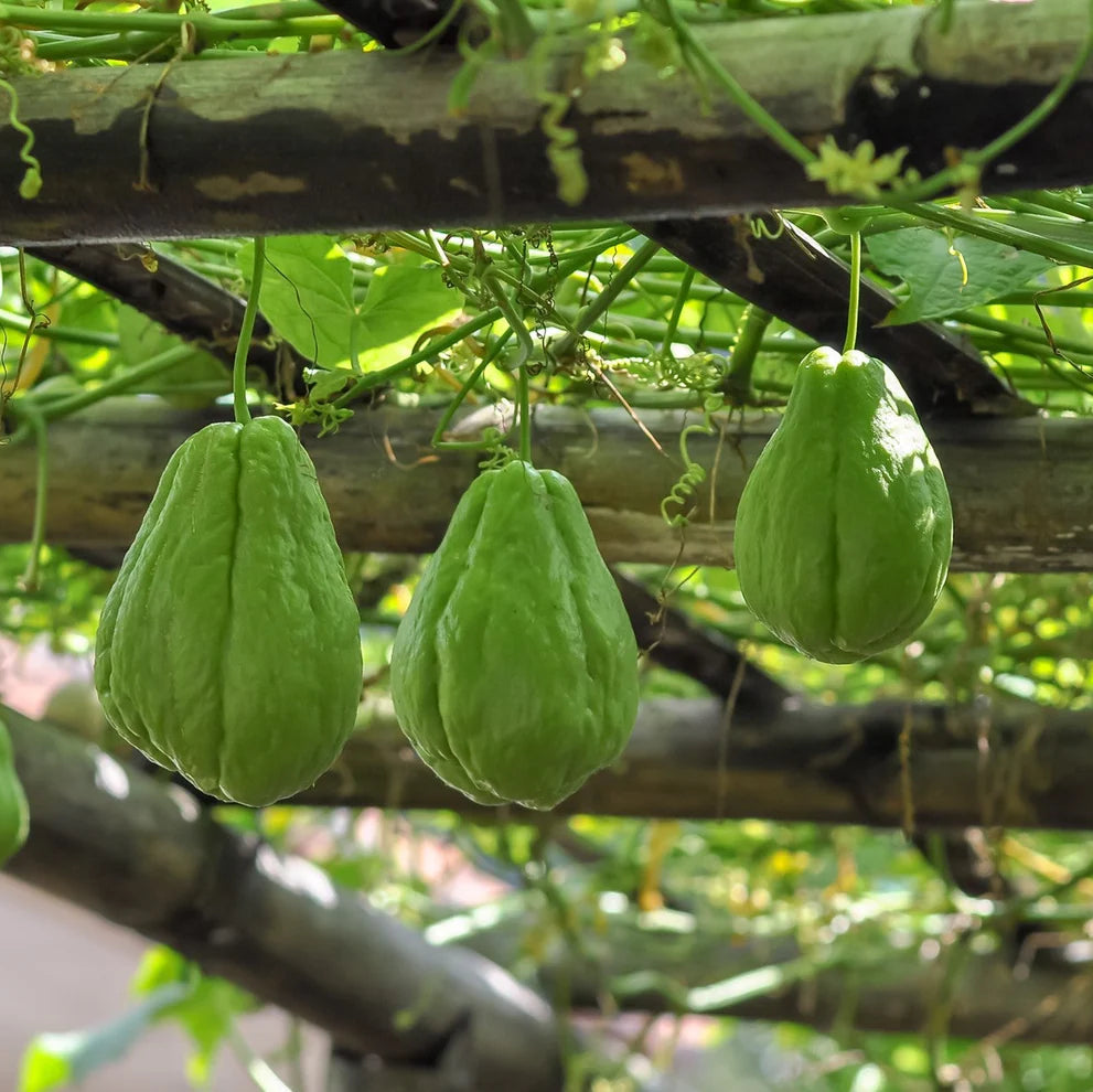 Smooth Green Chayote Seeds – Smooth Skin, Mild-Flavour Vegetable Variety