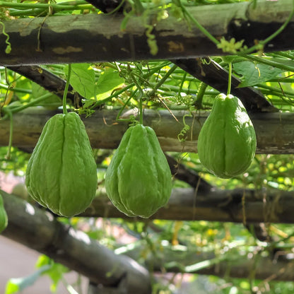 Smooth Green Chayote Seeds – Smooth Skin, Mild-Flavour Vegetable Variety