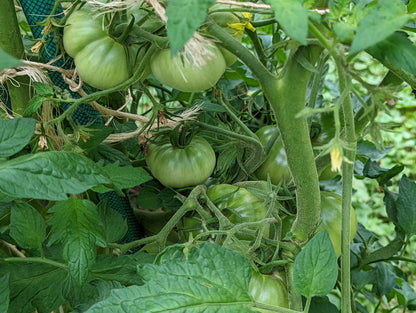 Longhorn Tomato – Heirloom Vegetable Garden Seeds