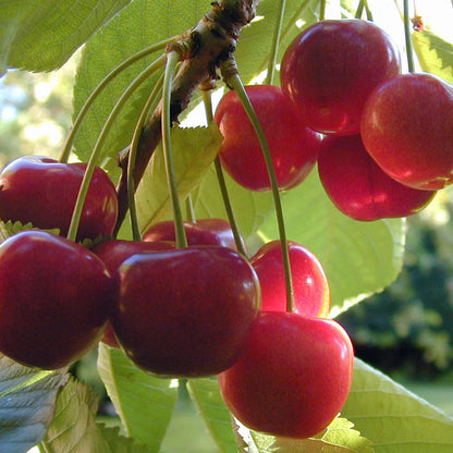 Cherry (Prunus) Seeds for Planting – Heirloom, Non-GMO, Easy to Grow, Indoor/Outdoor Variety