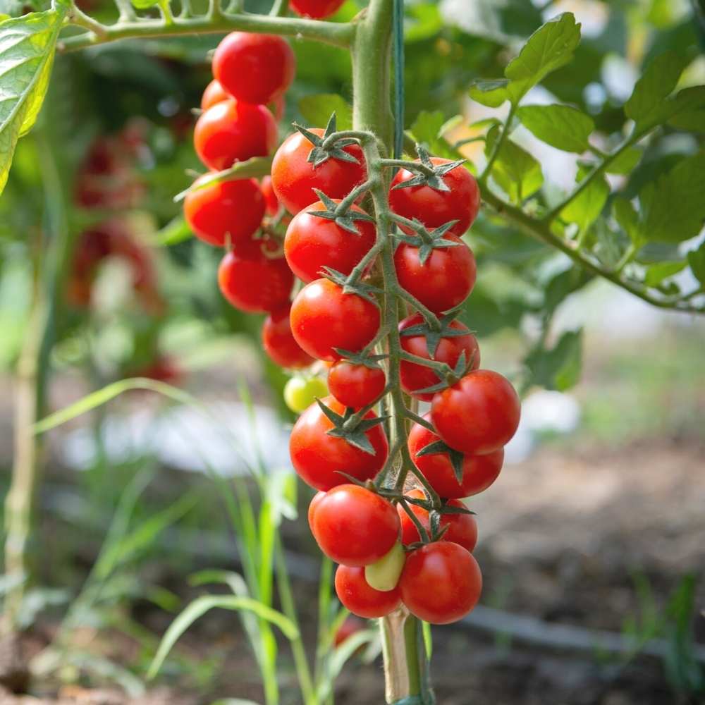 Myrium Cherry Tomato – Heirloom Vegetable Garden Seeds