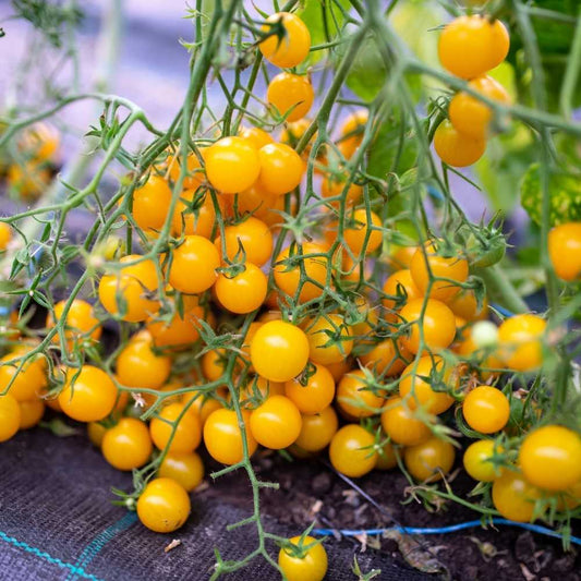 Wild Tomato Combo – Galapagos and Currant Tomato Seeds