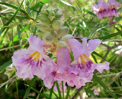 Texas Desert Willow Chilopsis Linearis – Hardy Flowering Shrub Seeds