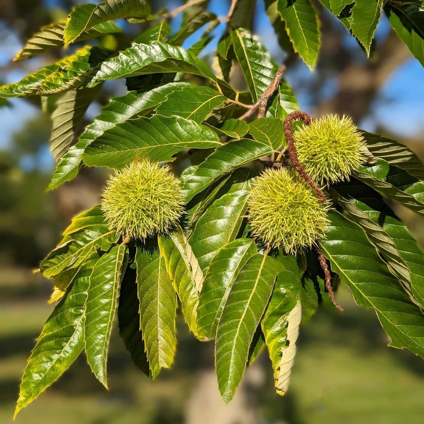 Chestnut (Castanea spp.) Seeds for Planting – Heirloom, Non-GMO, Easy to Grow, Outdoor Nut Tree Variety