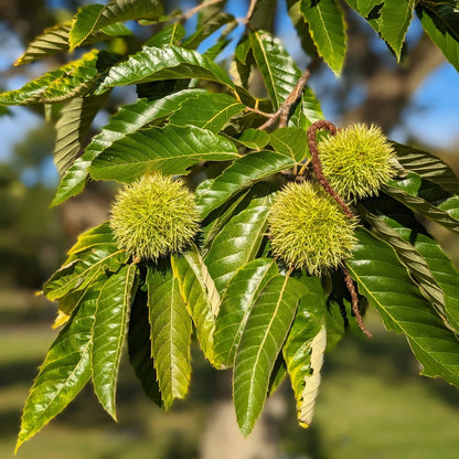 Chestnut (Castanea spp.) Seeds for Planting – Heirloom, Non-GMO, Easy to Grow, Outdoor Nut Tree Variety