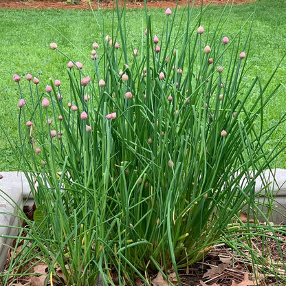 Chives Allium Schoenoprasum – Culinary Herb Vegetable Seeds