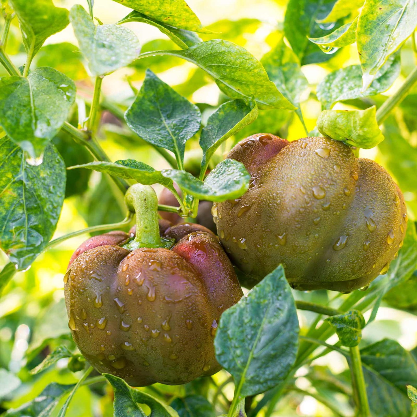 Chocolate Beauty Sweet – Garden Vegetable Seeds