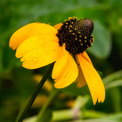 Clasping Coneflower – Hardy Wildflower Garden Seeds