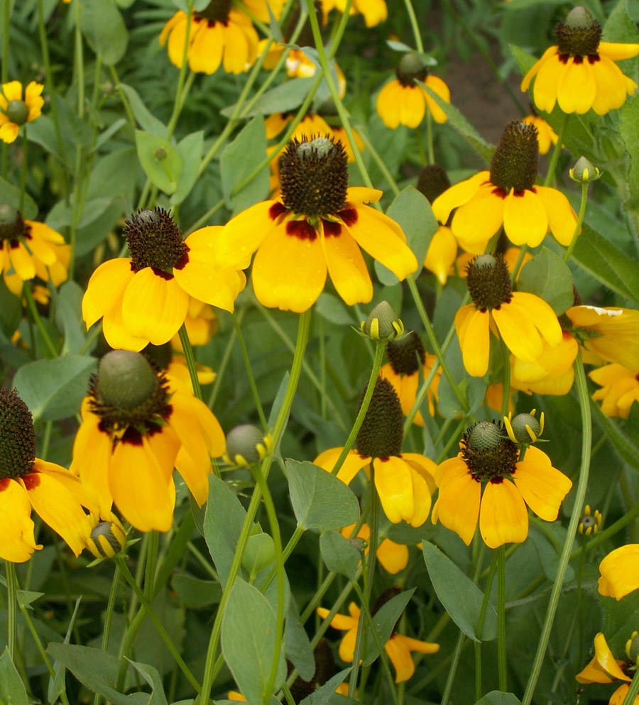 Clasping Coneflower – Hardy Wildflower Garden Seeds