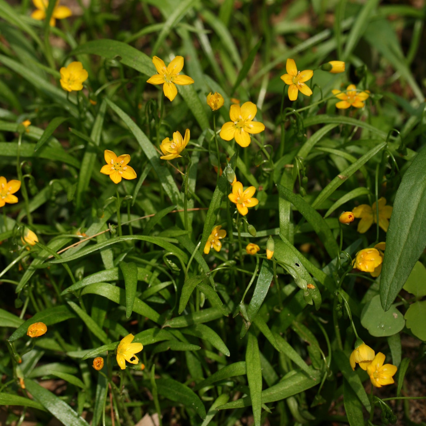 Yellow Claytonia virginica Seeds for Planting – Heirloom, Non-GMO, Spring-Blooming Perennial
