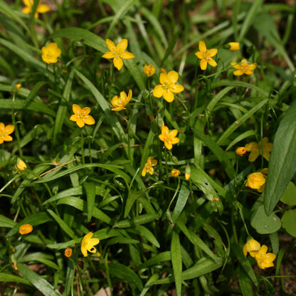 Yellow Claytonia virginica Seeds for Planting – Heirloom, Non-GMO, Spring-Blooming Perennial