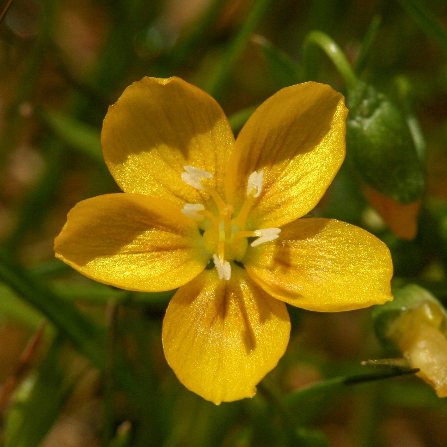 Yellow Claytonia virginica Seeds for Planting – Heirloom, Non-GMO, Spring-Blooming Perennial