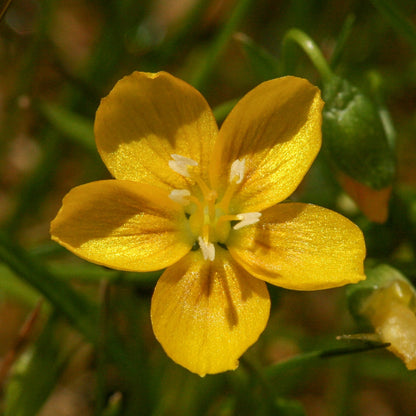 Yellow Claytonia virginica Seeds for Planting – Heirloom, Non-GMO, Spring-Blooming Perennial