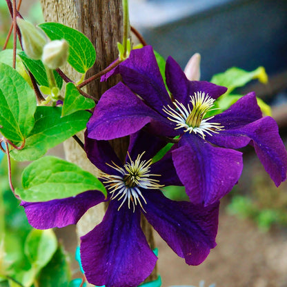 Clematis ‘The President’ Flower Seeds – Heirloom, Non-GMO, Large-Flowered Perennial Vine