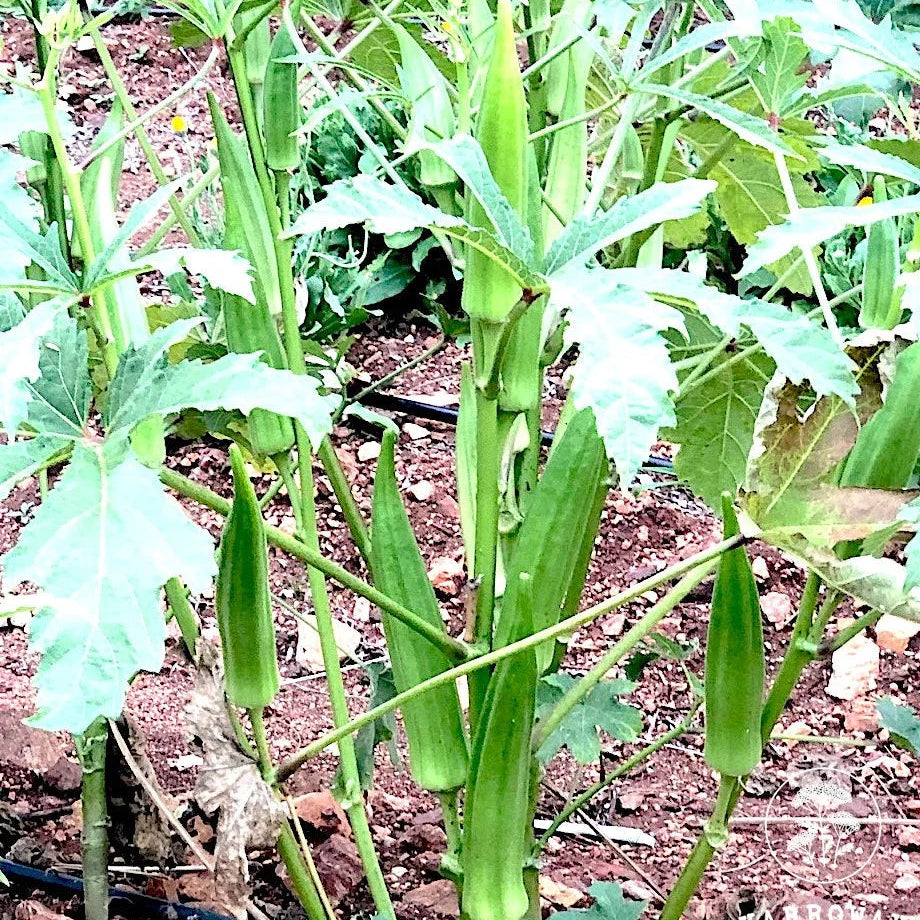 Okra Clemson Spineless – Garden Vegetable Seeds