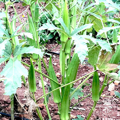 Okra Clemson Spineless – Garden Vegetable Seeds