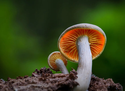 Fresh Gourmet Mushroom for Home Growing