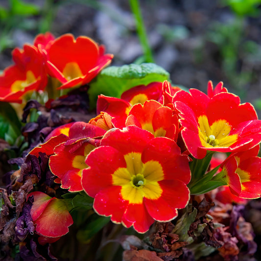 Scarlet Ruffle Primrose – Perennial Flower Seeds