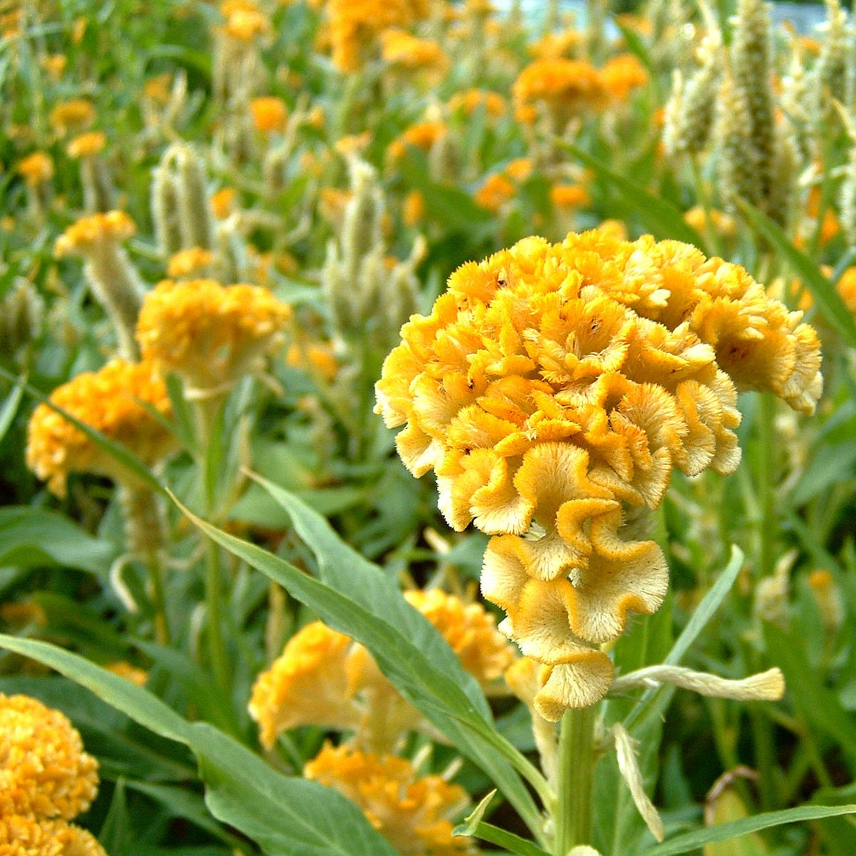 Celosia Yellow Cockscomb – Annual Flower Seeds