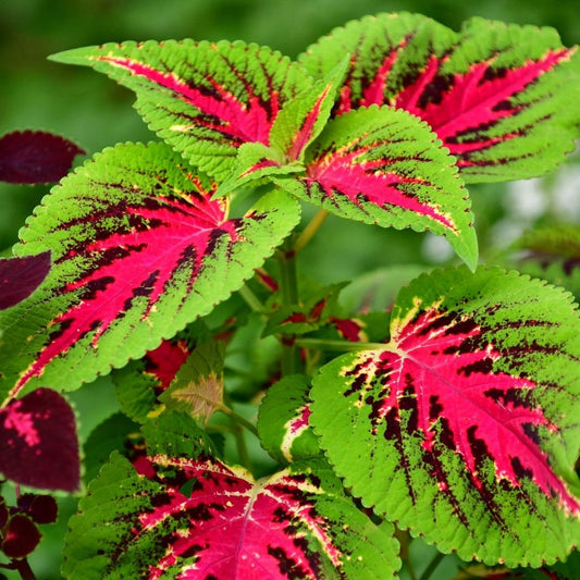 Coleus Solenostemon Scutellarioides – Versa Watermelon Garden Seeds