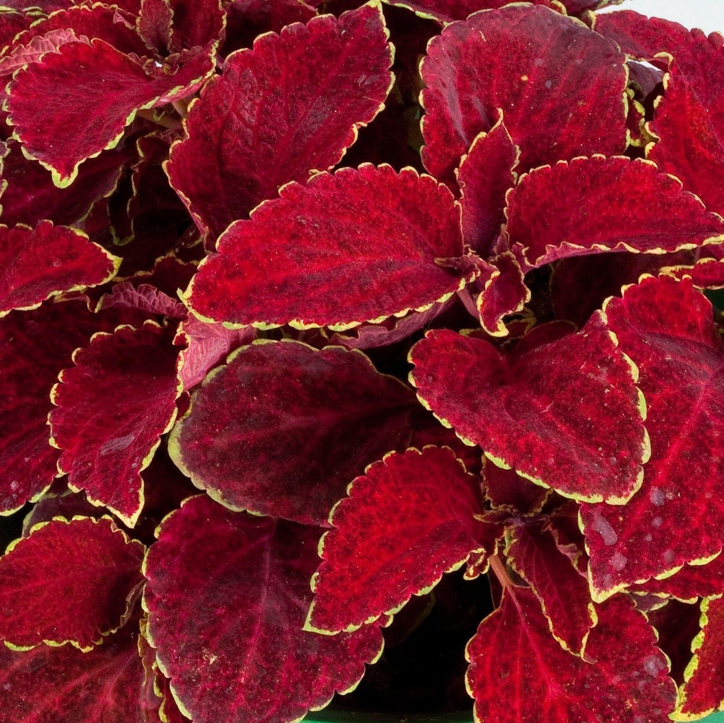 Coleus Wizard Scarlet – Annual Flower Seeds
