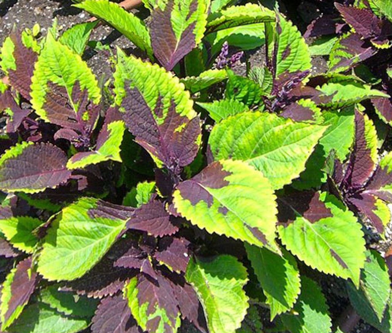 Coleus Fuseables Chocolate Symphony Solenostemon Scutellarioides – Colorful Foliage Garden Seeds