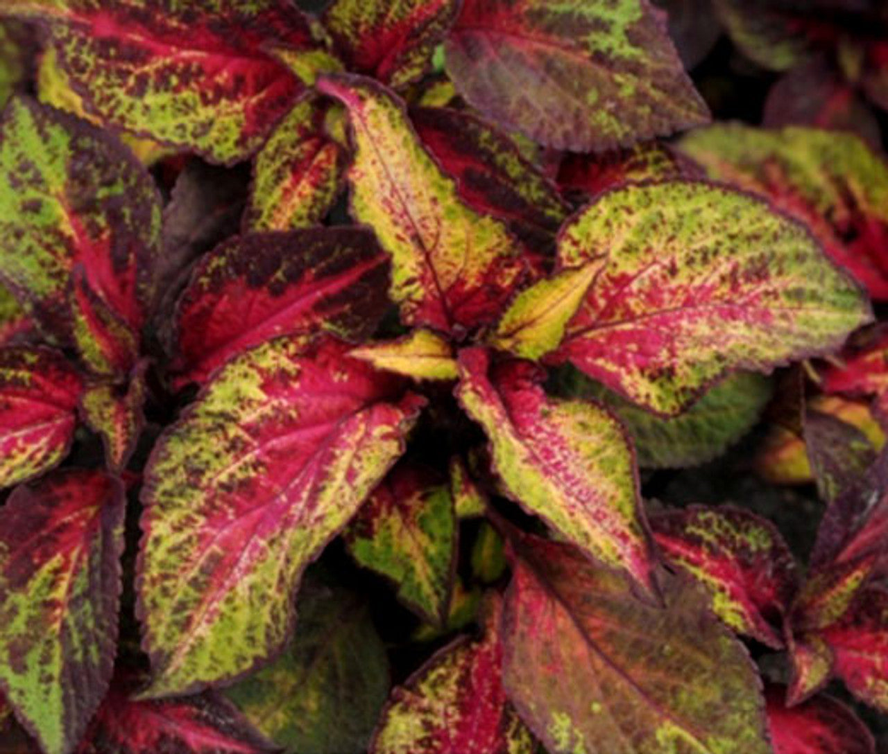 Coleus Solenostemon Scutellarioides – Versa Watermelon Garden Seeds