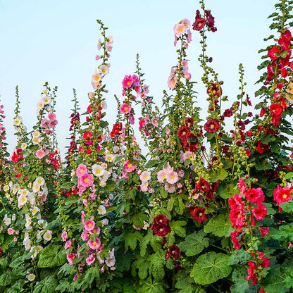 Alcea Rosea Hollyhock – Mixed, Perennial Flower Seeds