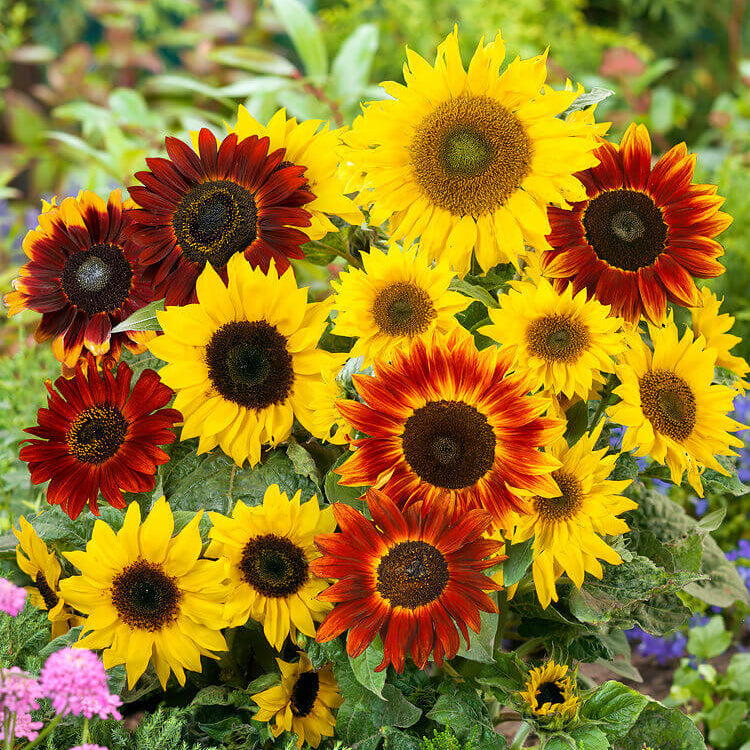Mardi Gras Mixed Sunflower Pollinator Friendly Garden Seeds
