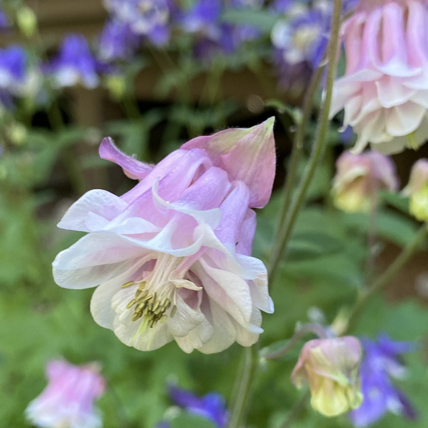 Grannys Lace Bonnet – Perennial Flower Seeds