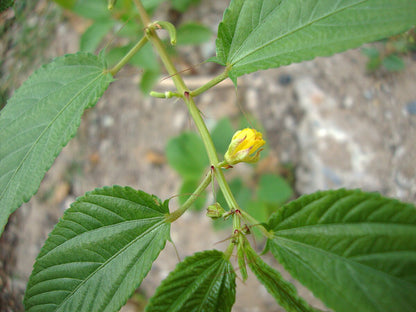 White Jute Corchorus Capsularis – Herb Vegetable Seeds