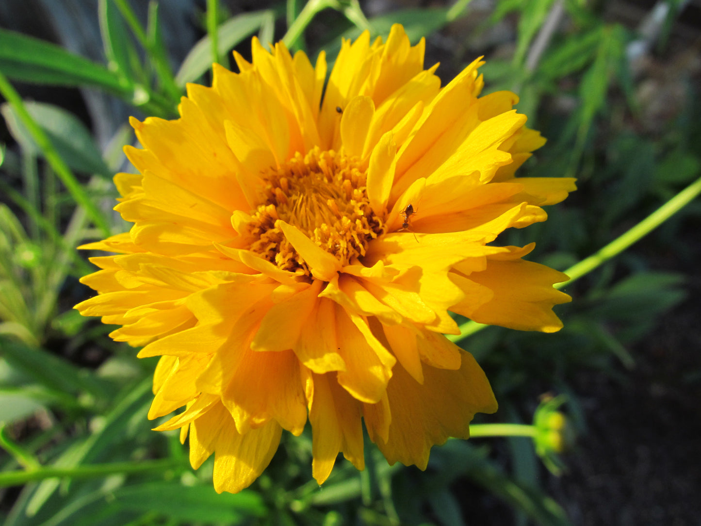 Coreopsis Early Sunrise Perennial Coreopsis Grandiflora – Hardy Garden Flower Seeds