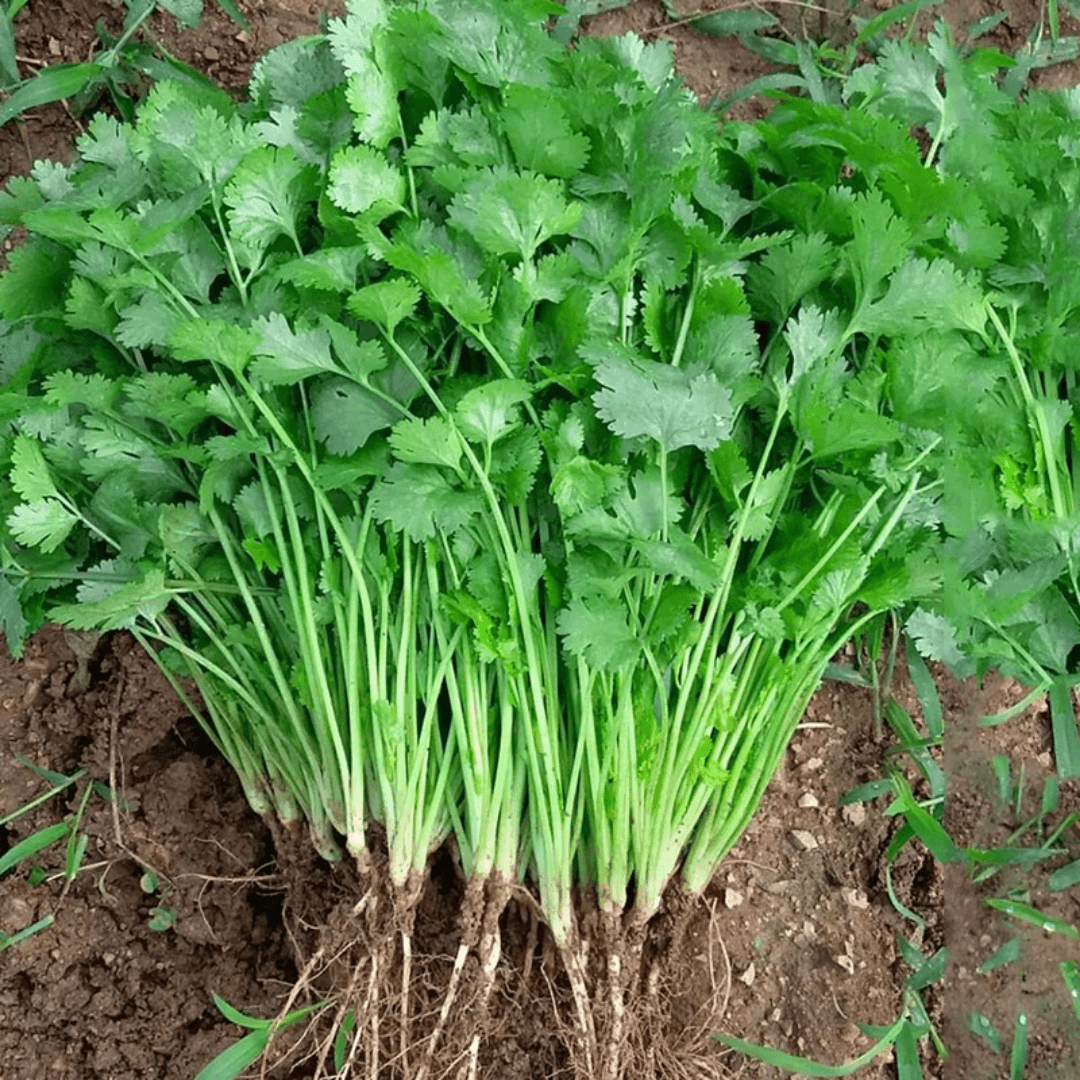 Coriander Seeds Fresh Cilantro Herb Easy-to-Grow Kitchen Garden Seeds